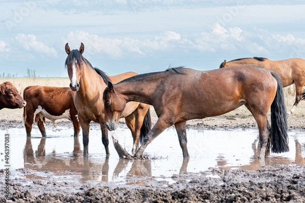 Fototapeta caballos criollos