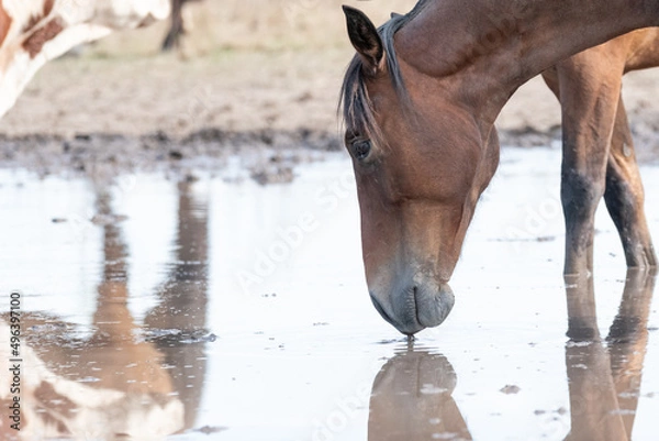 Obraz caballos criollos