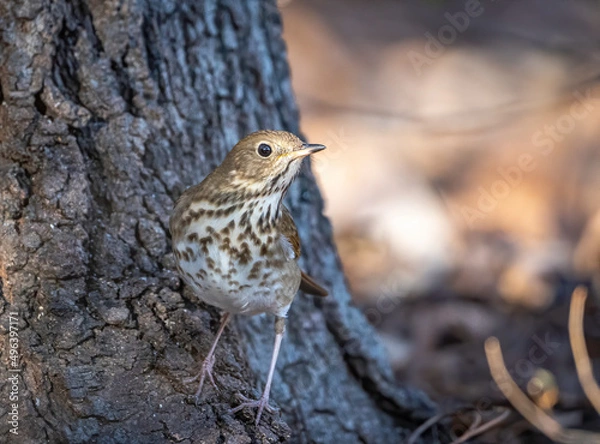 Fototapeta A hermit thrush perched on the base of a tree trunk. 