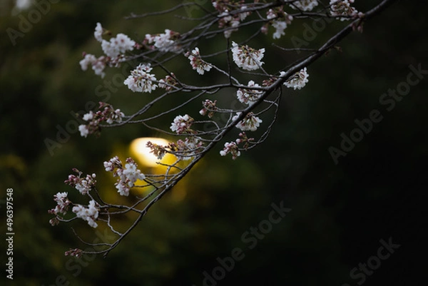 Fototapeta 桜、春爛漫（cherry blossom）