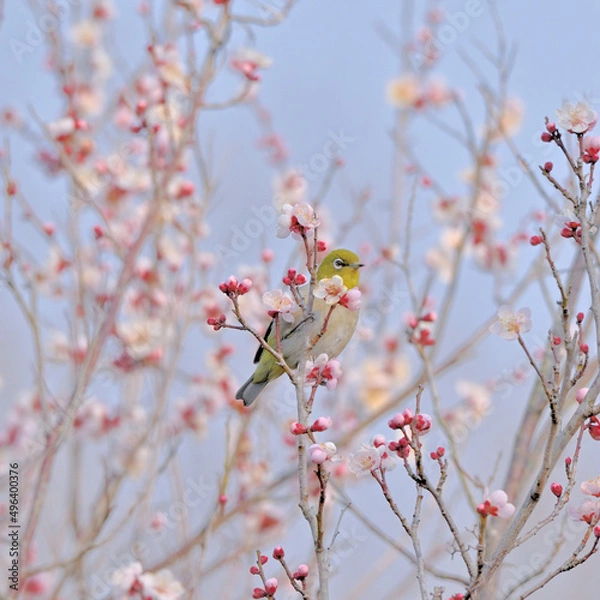 Obraz 梅とメジロ