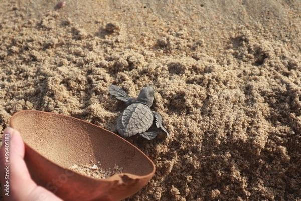 Obraz Turtle is released into the sea