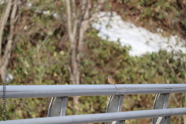 Fototapeta カシラダカ