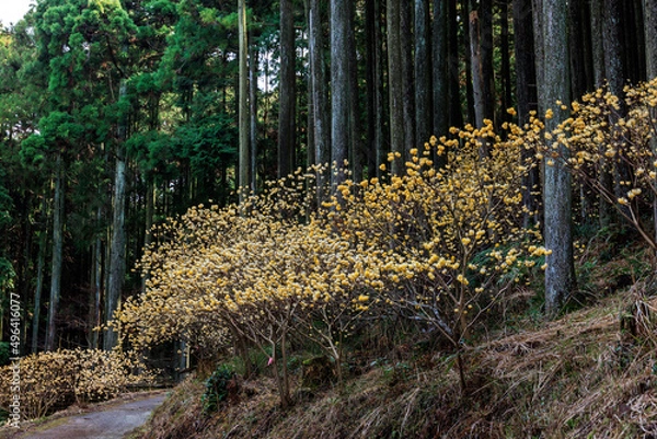 Obraz ミツマタの花