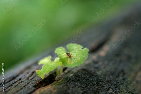 Obraz 遊歩道の木製手すりから生えた新芽に乗ったアリ