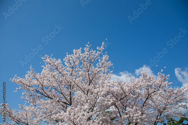 Obraz 봄꽃, 벚꽃, 봄, 나무, 풍경