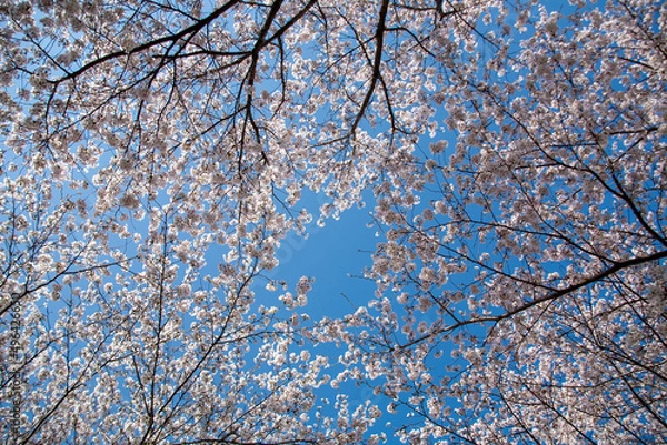 Obraz 봄꽃, 벚꽃,  벚나무, 봄, 나무, 풍경