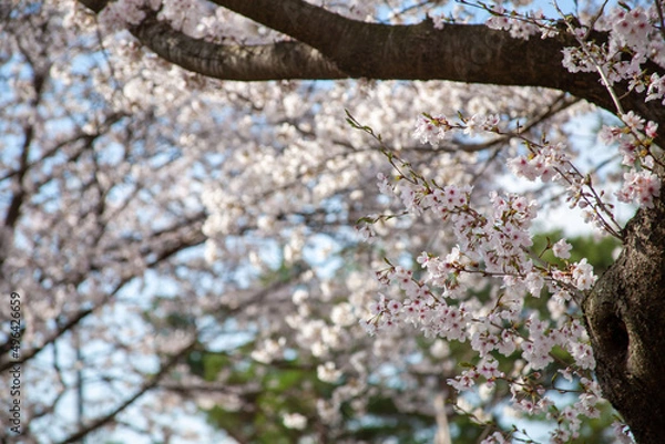 Obraz 봄꽃, 벚꽃, 봄, 나무, 풍경