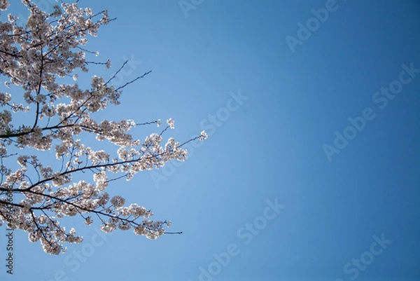 Obraz 봄꽃, 벚꽃, 봄, 나무, 풍경