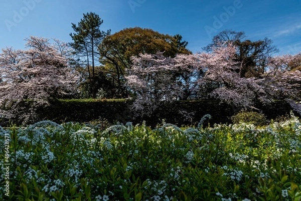 Fototapeta 名古屋城と満開の桜