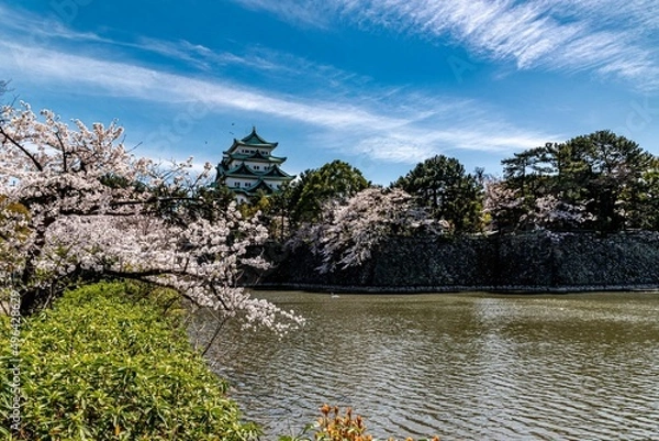 Obraz 名古屋城と満開の桜