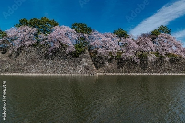 Fototapeta 名古屋城と満開の桜
