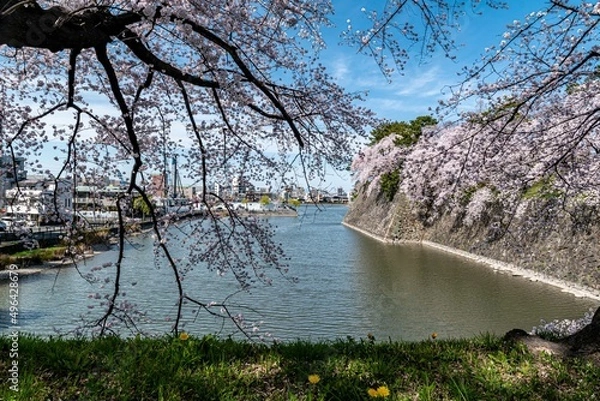 Obraz 名古屋城と満開の桜