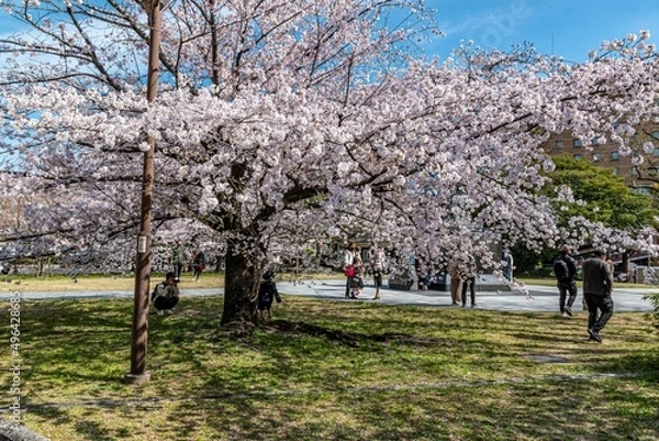 Obraz 名古屋城と満開の桜