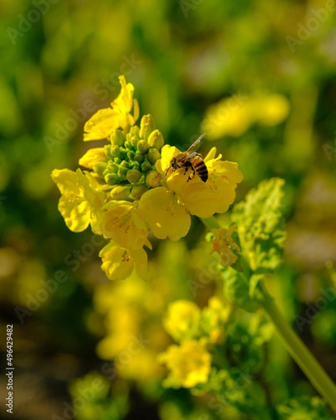 Fototapeta 菜の花