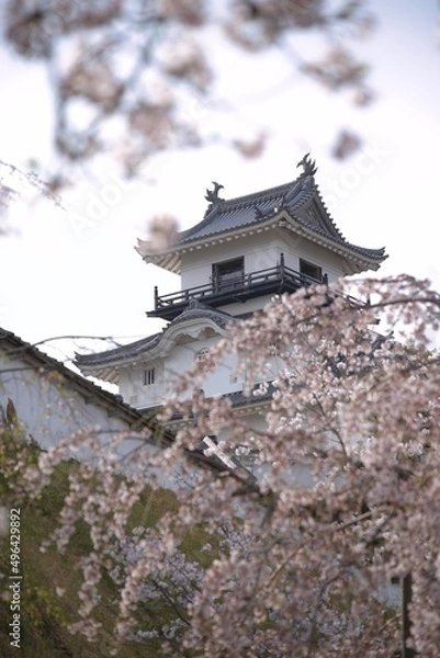 Fototapeta 桜に囲まれたお城の天守閣