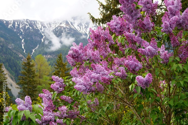 Fototapeta Lilac against the Swiss Alps in the Swiss region on the border with South Tyrol (Graubuenden, Switzerland)
