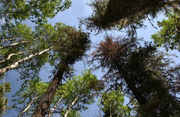 Fototapeta Looking up to the tops of tall trees and a blue sky