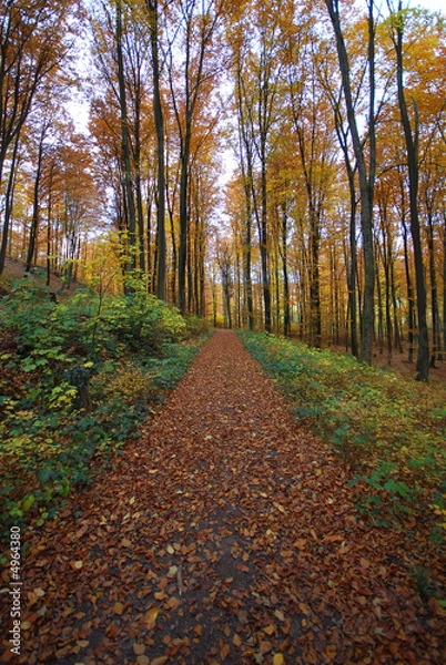 Obraz Feuilles et chemin