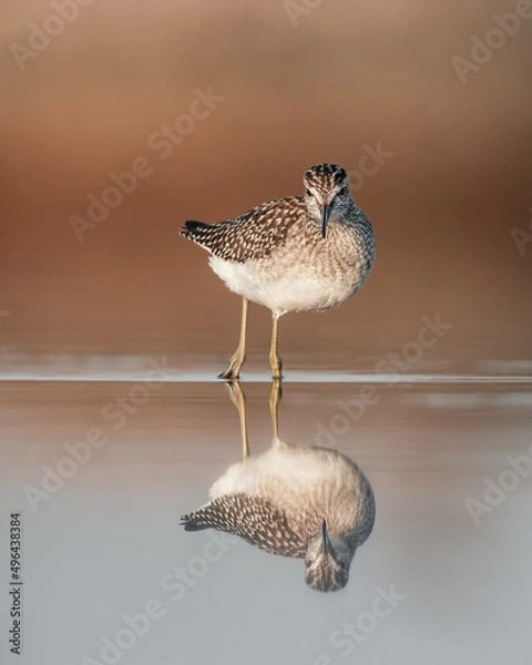 Fototapeta Wood sandpiper on the beach with reflection