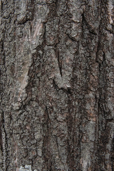 Obraz 桜の木の表面、テクスチャ