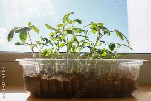 Fototapeta tomato seedlings close to the window on the sky background