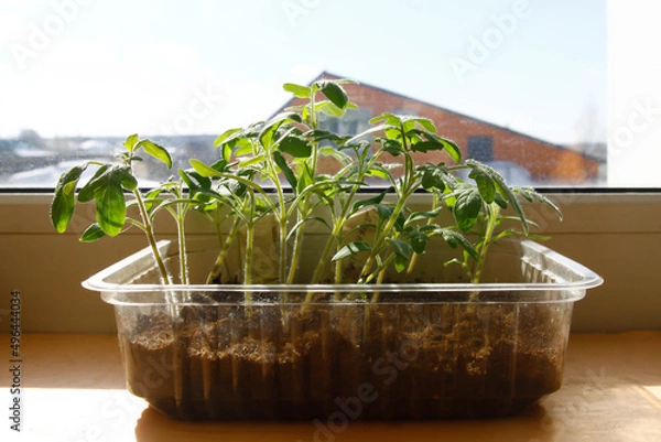 Fototapeta tomato seedlings close to the window on the background of a village house