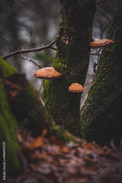 Fototapeta Forrest Treasures