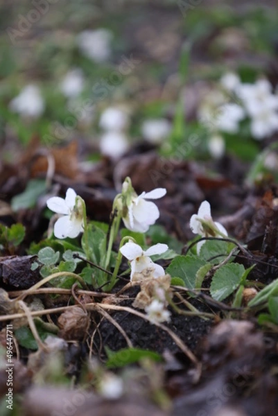 Fototapeta Closeup of white violets under the tree in spring