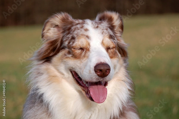 Obraz Red Merle Australian Shepherd Portrait