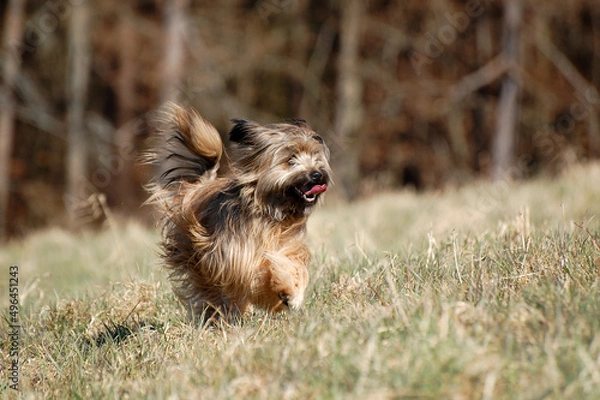 Obraz Berger de Pyrenees rennt über eine Wiese