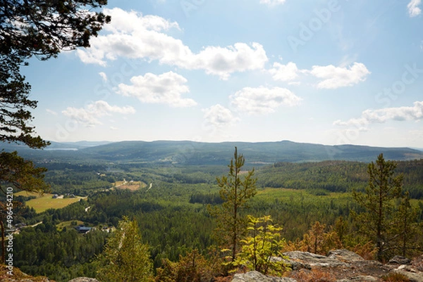 Fototapeta View of forest environment in Sweden
