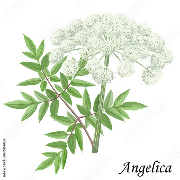 Obraz Garden angelica with green leaves and white flowers, vector illustration.