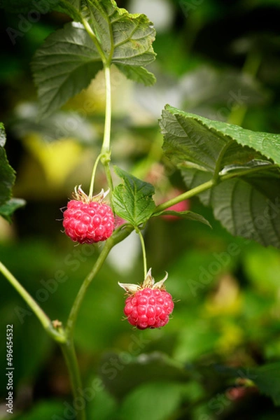 Fototapeta Idaeus Rubus on twig in garden