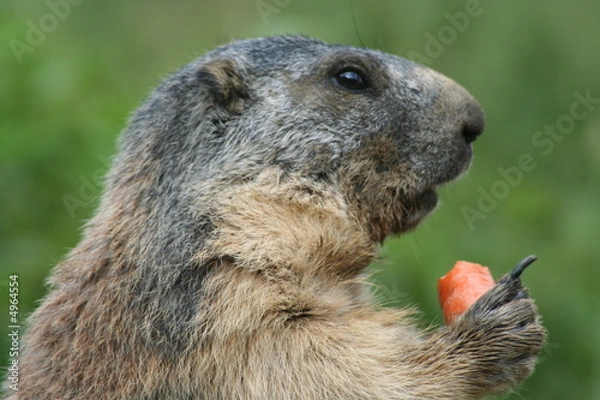 Obraz Déjeuner de Marmotte