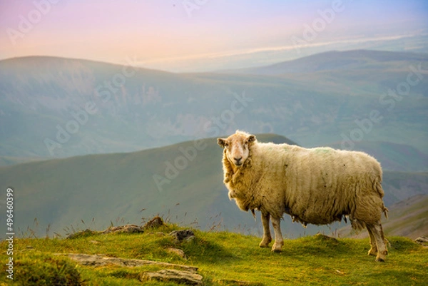 Obraz sheep in the mountains