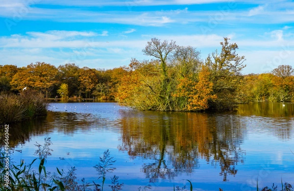 Obraz autumn trees reflected in water