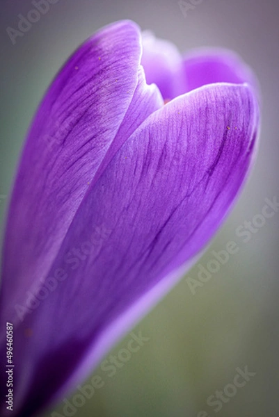 Obraz purple iris flower