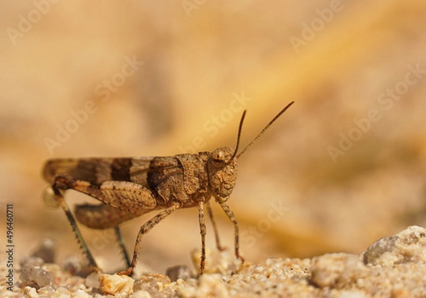 Obraz grasshopper on the ground