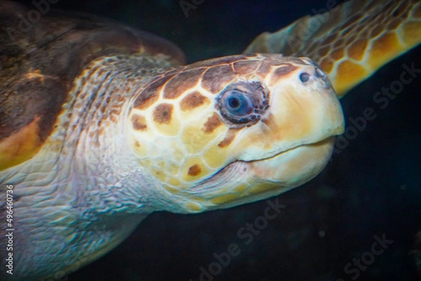 Obraz green sea turtle