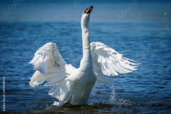 Obraz swans on the lake