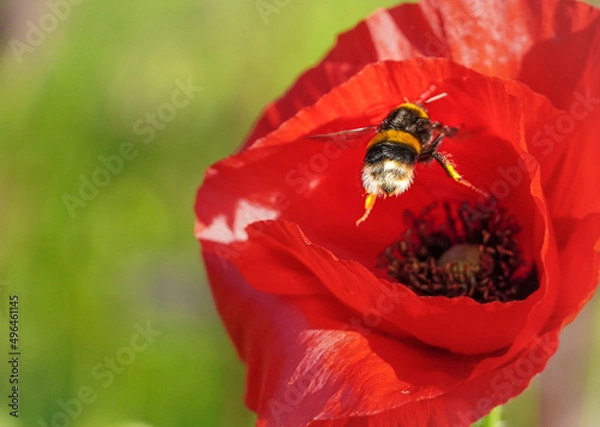 Obraz bee on red flower