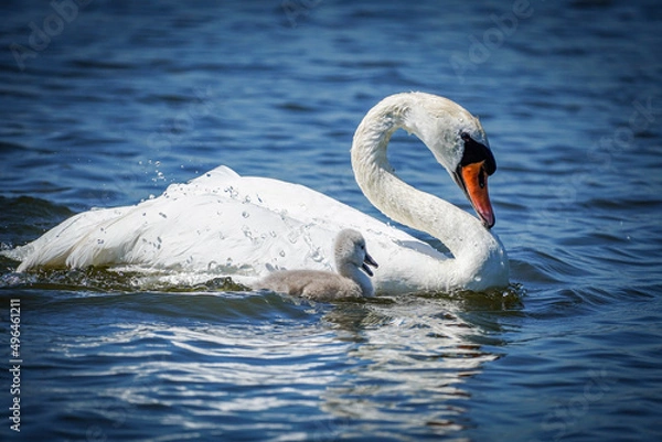 Obraz swan on the lake
