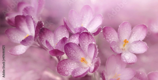 Obraz Kwiaty krokusowe