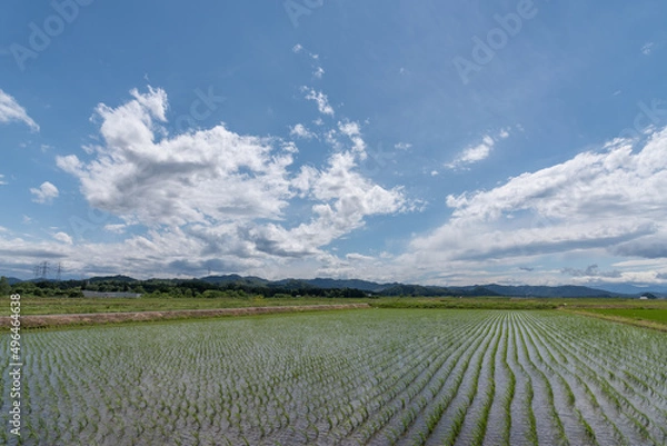 Fototapeta 初夏の青空と田植えされた田んぼ