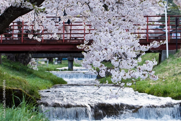 Obraz 観音寺川と桜並木、橋