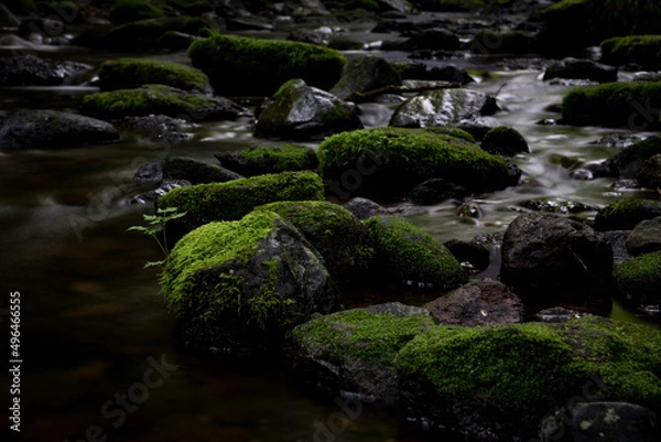 Fototapeta 渓流・苔