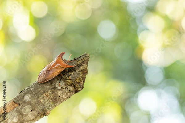Fototapeta Insects perched on branches with a bokeh background.Strange insect.