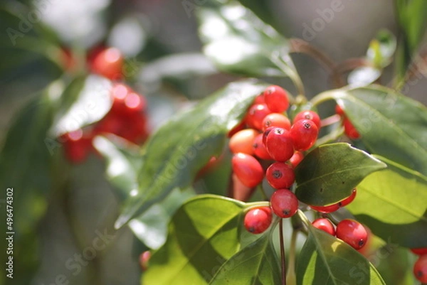 Fototapeta アオキの実