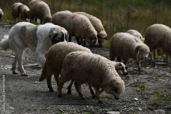 Fototapeta A herd of sheep grazing in pastures in Romania. Mountainous pastures with green grass. Driving the herd into the valley to milk and shear wool.